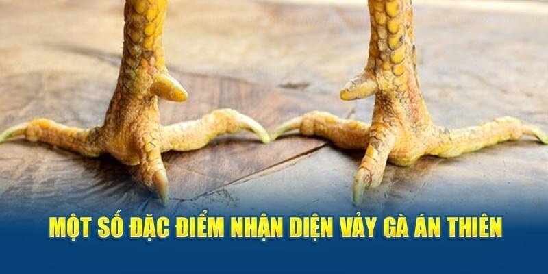 Vảy gà án thiên là điểm đặc biệt xuất hiện trên chân một số chiến kê