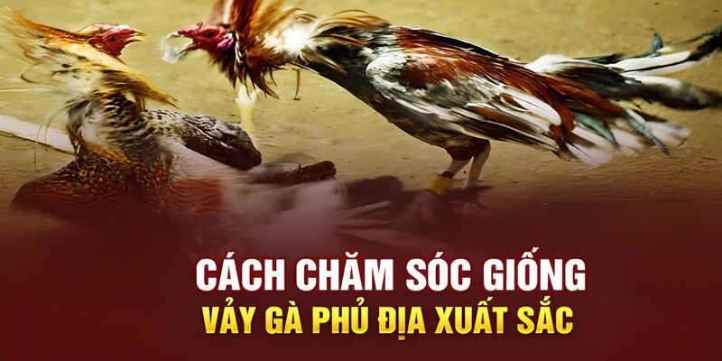 Cần có chế độ chăm sóc cho chiến kê tốt