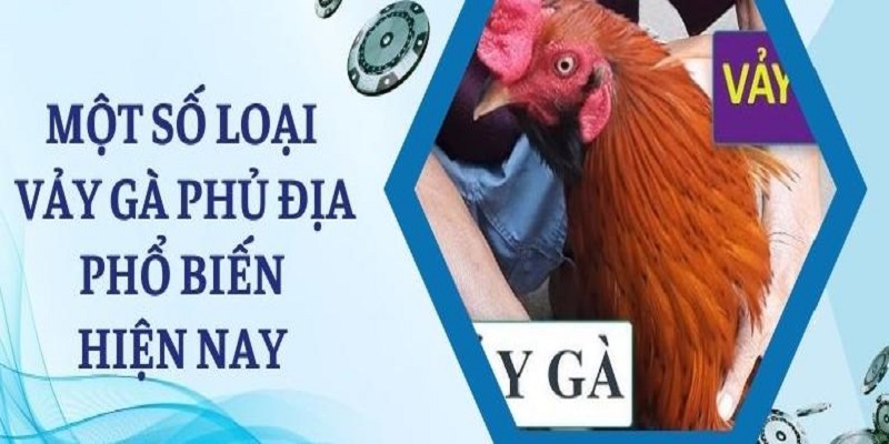 Có nhiều loại vảy gà phủ địa khác nhau